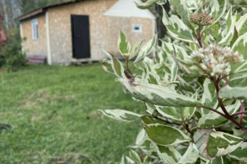 Дача, 30 м², 1 эт.